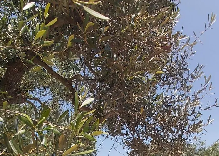 Valle Degli Ulivi By Interhome Apartment